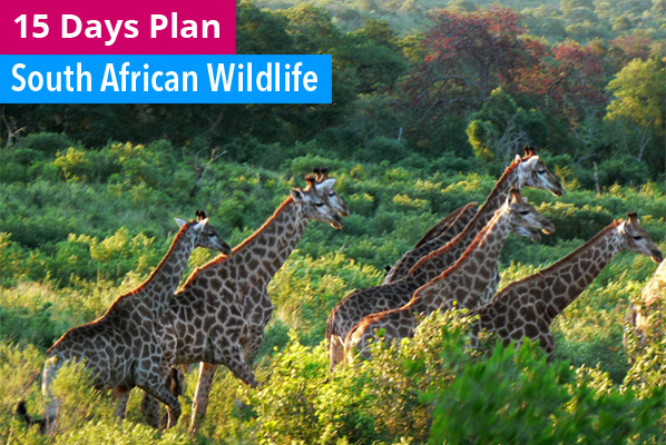 Kruger National Park