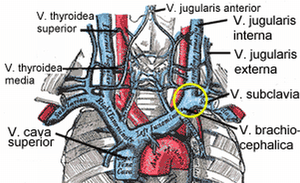 Plus your entire music library on all your devices. Brachiocephalic Vein