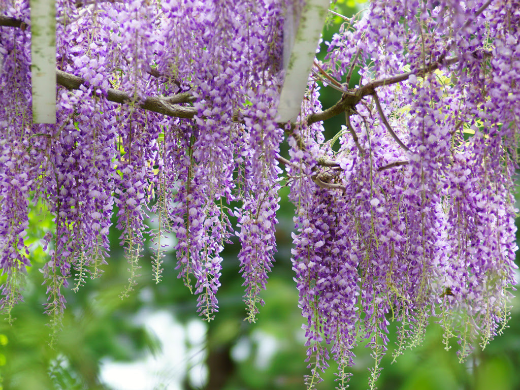 最高かつ最も包括的なフリー 藤 壁紙 最高の花の画像