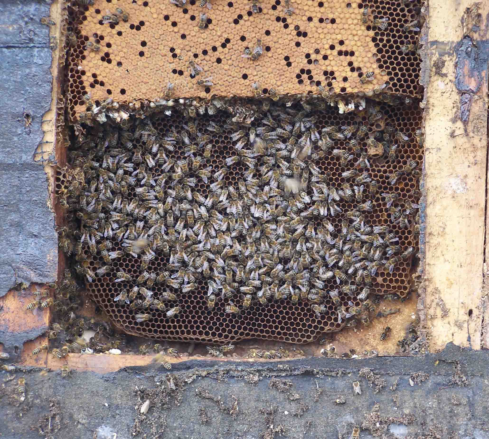 I am glad i found this site and hope people still post replies. Taking Bees From Unusual Places Ecodiy Diy Eco House