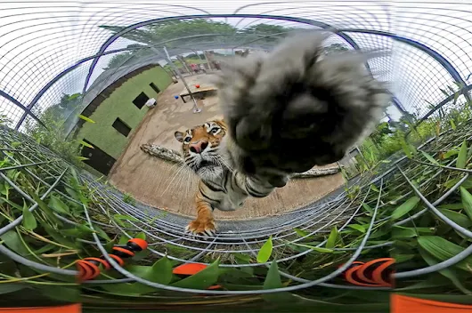 Tiger Chews on 360-Degree Camera While It Records