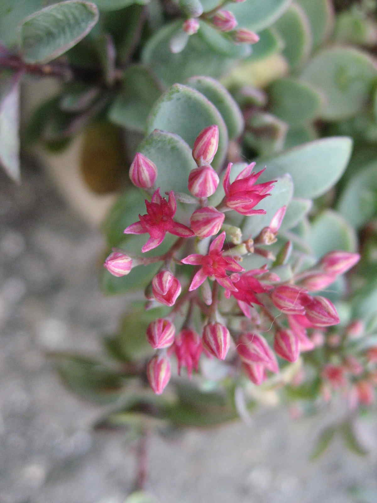 最高の多肉 植物 赤い 花 最高の花の画像