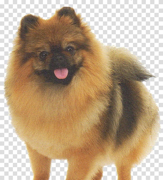 Japanese Spitz Brown