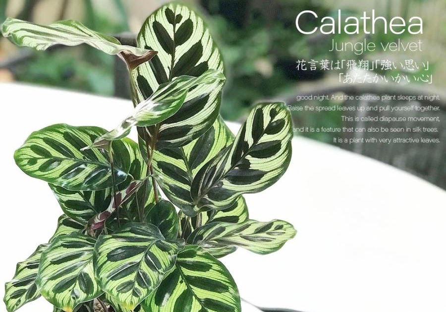カラテア 花言葉 カラテア 花言葉