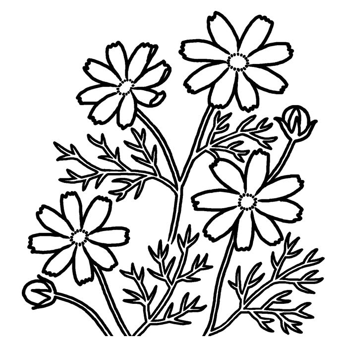 ラブリーコスモス イラスト 白黒 花の画像