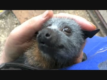 ぜいたくコウモリ 可愛い 最高の動物画像