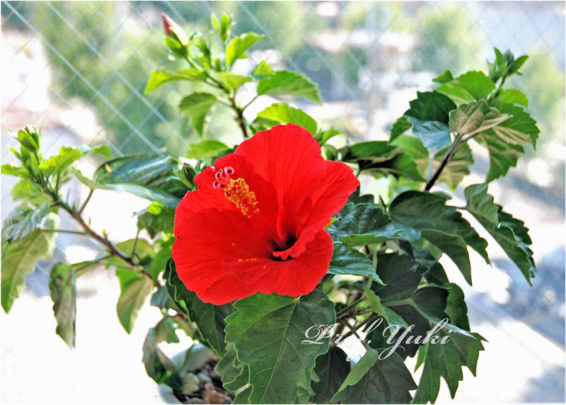 すべての花の画像 100 Epic Bestハイビスカス 英語