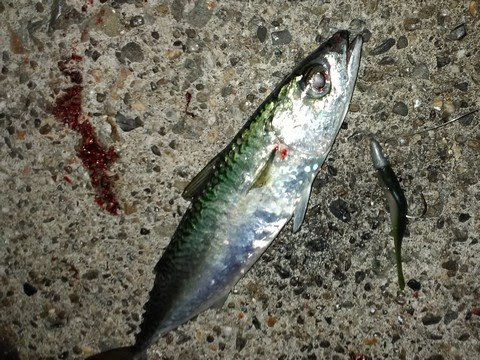 ベスト太刀魚 釣り 餌 すべての魚の画像