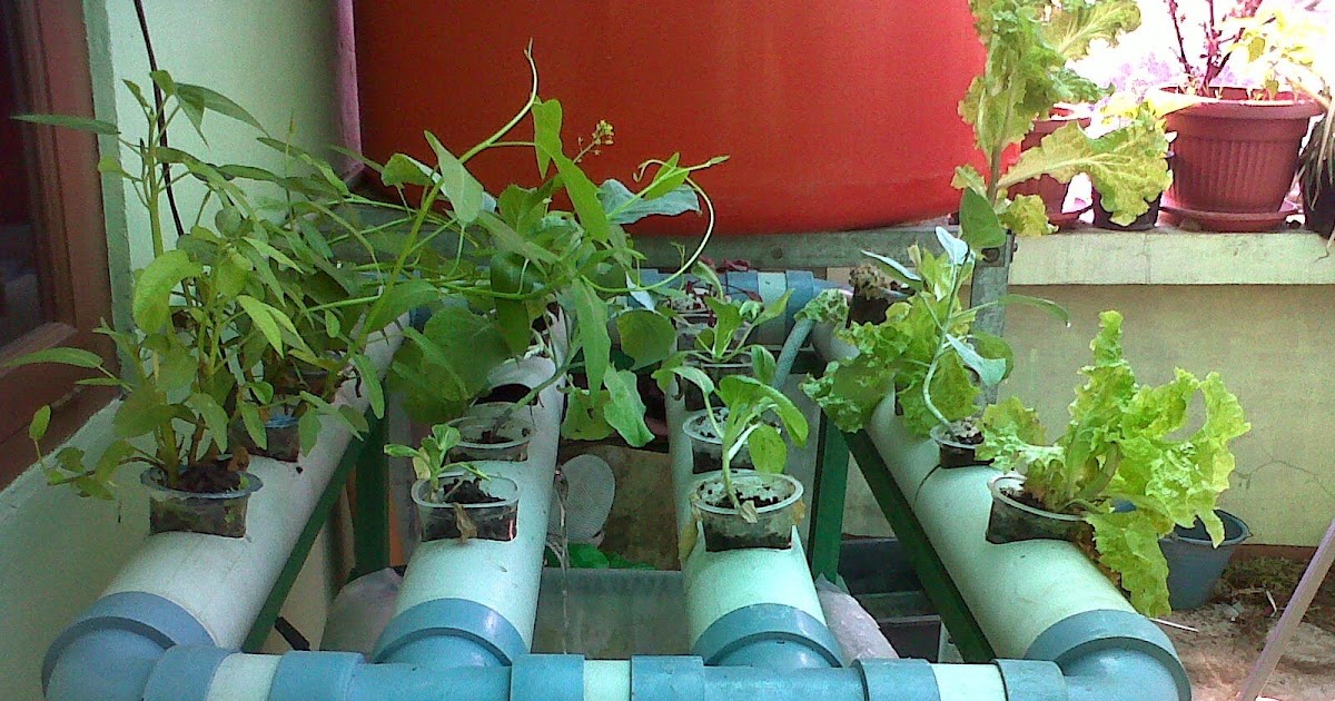 Manfaat Ampas Teh Untuk Tanaman Cabe Berbagi Tanam