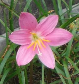 すべての美しい花の画像 新鮮なタマスダレ ピンク