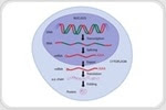 A Guide to Understanding Gene Expression