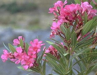 すべての花の画像 ロイヤリティフリーとうもろこし 花言葉