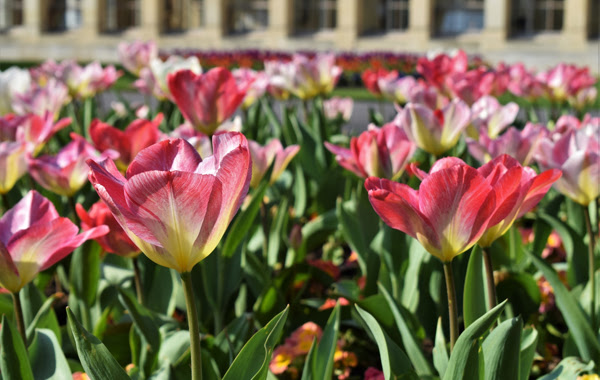 Tulips