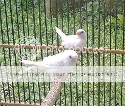 Amiexs Bird Farm Februari 2011