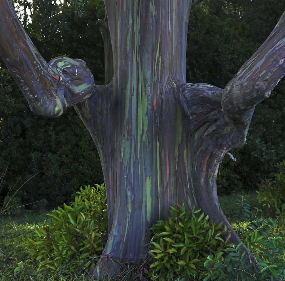 Living Rainbow Rainbow Eucalyptus Most Beautiful Tree Do You