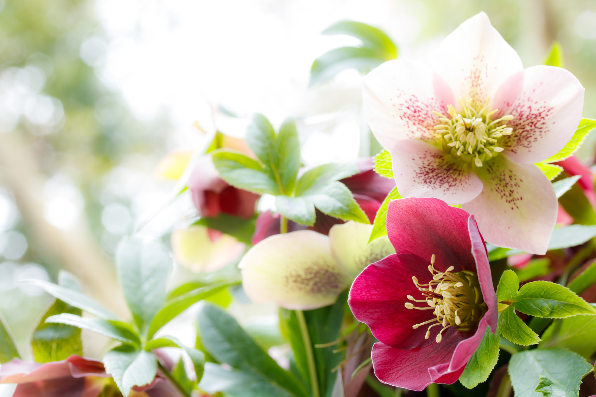 元のクリスマス ローズ オリエンタリス 最高の花の画像