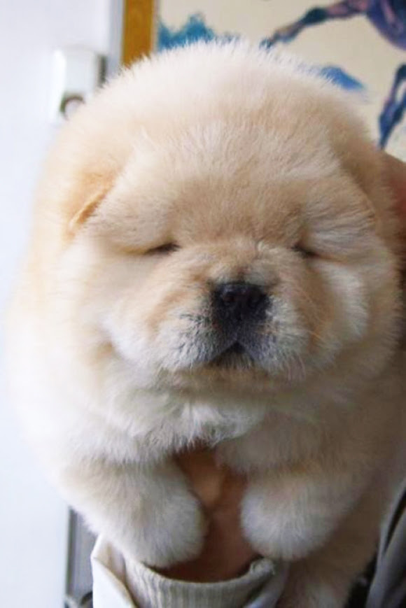 エース アニメ画像 もふもふ かわいい 雑種 犬 4274