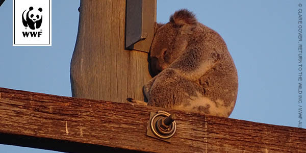 Koala seeking refuge