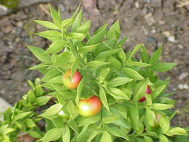 File:Ruscus aculeatus0.jpg