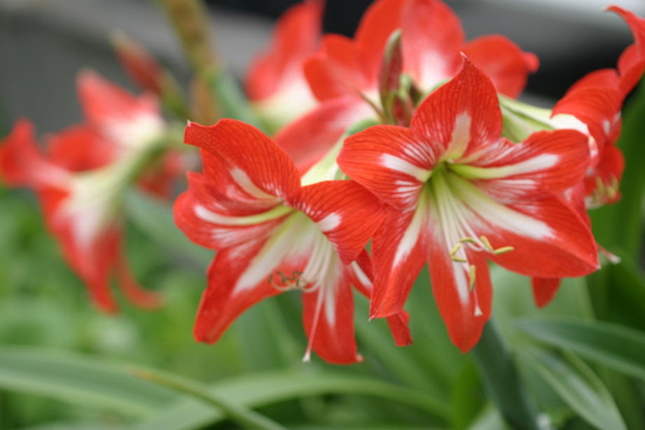 ロイヤリティフリー花 言葉 6 月 すべての美しい花の画像