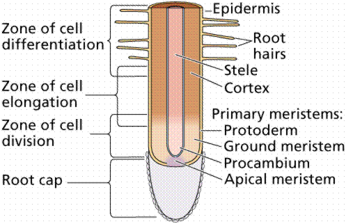 Maybe you would like to learn more about one of these? Plant Structure