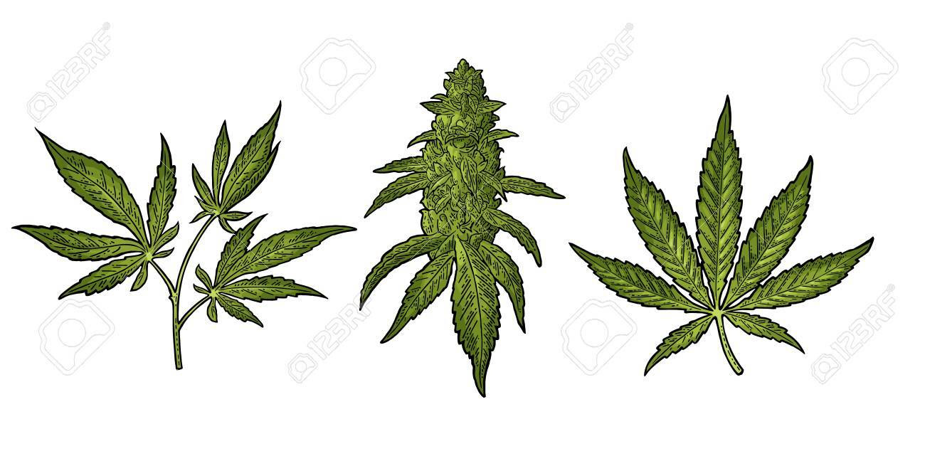 How To Draw A Marijuana Leaf