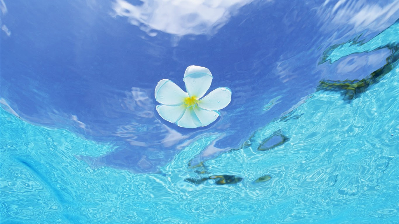 すべての花の画像 無料ダウンロードパソコン 壁紙 高画質 海