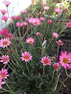 すべての美しい花の画像 無料ダウンロードマーガレット 花 種類