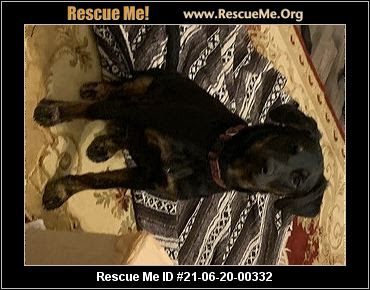 Our mission at golden retriever rescue of north texas (grrnt) is to rescue, care for, and place in permanent loving homes golden retrievers in need in the north texas area and to educate the general public about responsible pet ownership as well as the special qualities of the golden. Texas Golden Retriever Rescue Adoptions Rescue Me