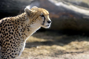 Cheetah close up photo.