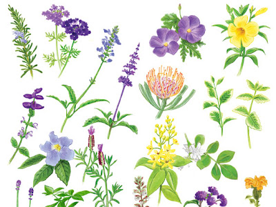√99以上 植物 イラスト リアル 128718-植物 イラスト リアル