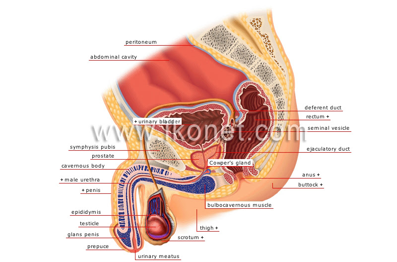 Some of the most important include the major digestive organs, the intestines. Human Being Anatomy Male Reproductive Organs Sagittal Section Image Visual Dictionary