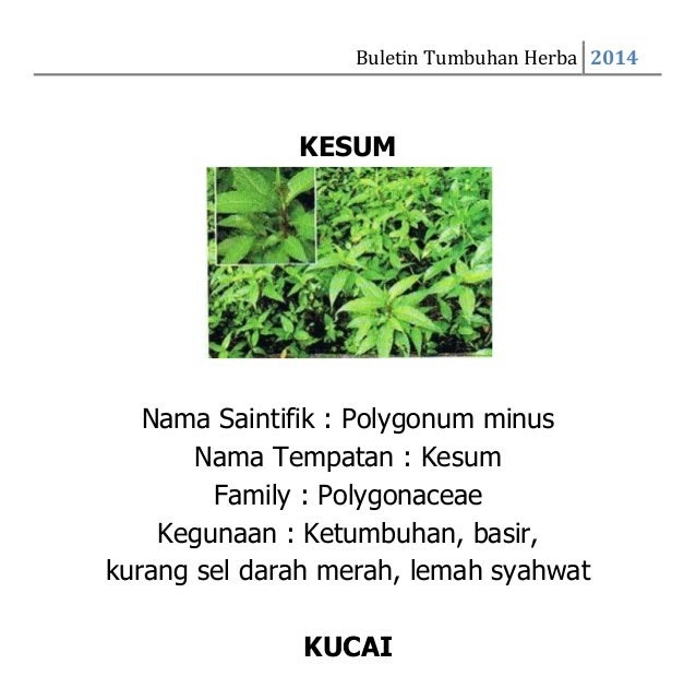 Ubat Selsema Nama Saintifik - Perubatan c