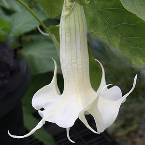 • brugmansia.us receives approximately 282 visitors and 1,183 page impressions per day. Brugmansia Plants And Species Or Angels Trumpets Nurseries Online Uk