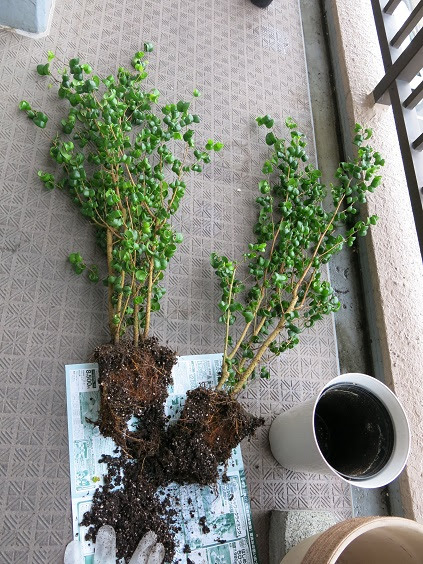 すべての美しい花の画像 心に強く訴えるベンジャミン の 植え 替え