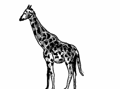 La différence est seulement dans le long cou et la couleur. Comment Dessiner Une Girafe Apprendre A Dessiner