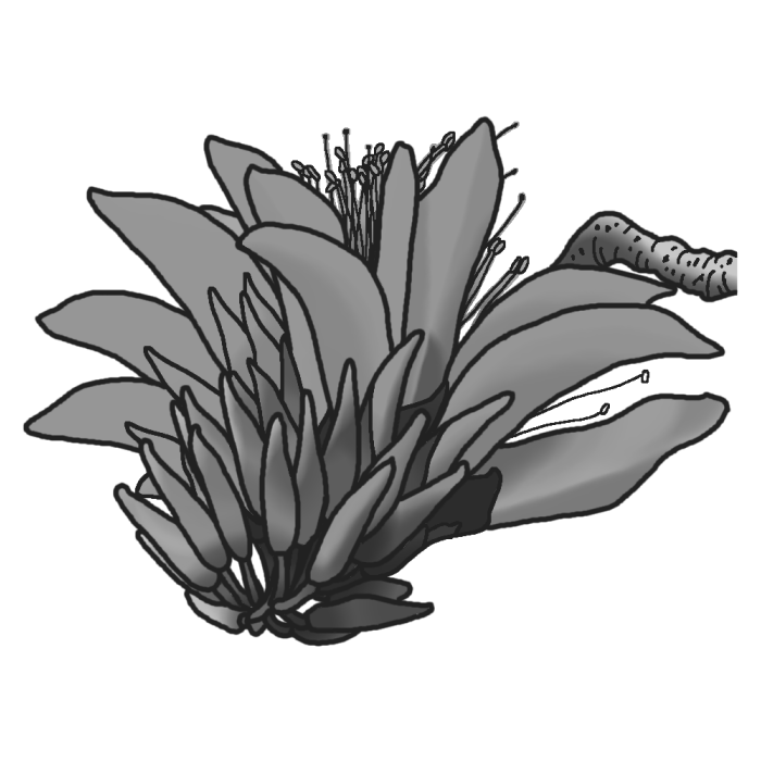 ユニーク沖縄 花 イラスト 最高の花の画像