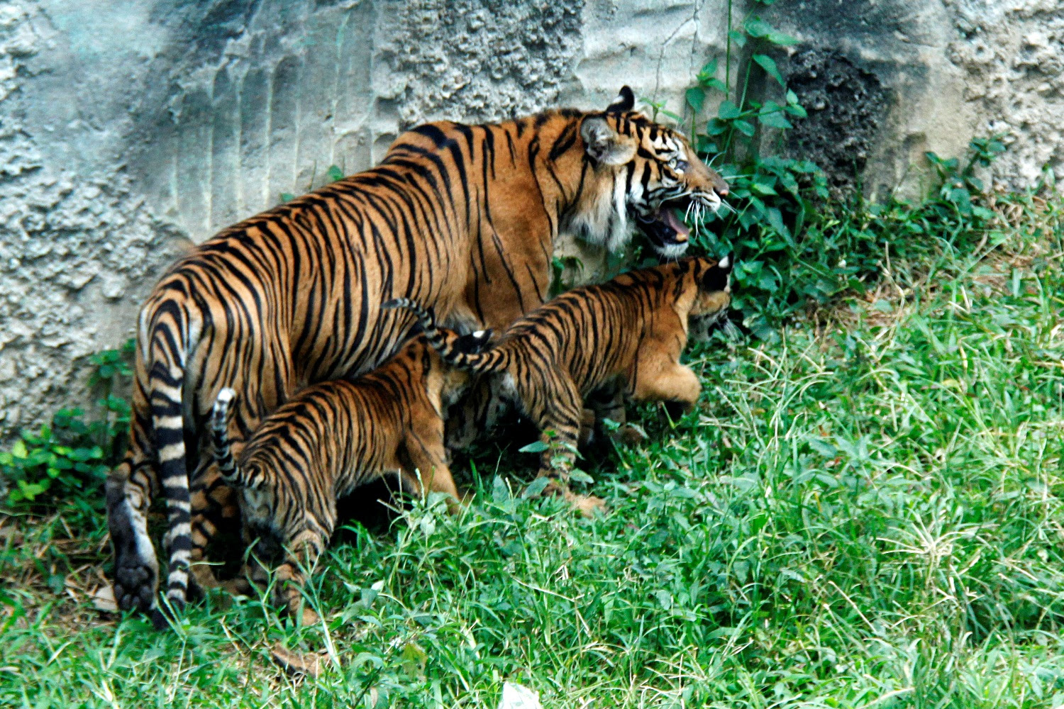 Gambar Animasi Harimau Lucu Gambar Ngakak