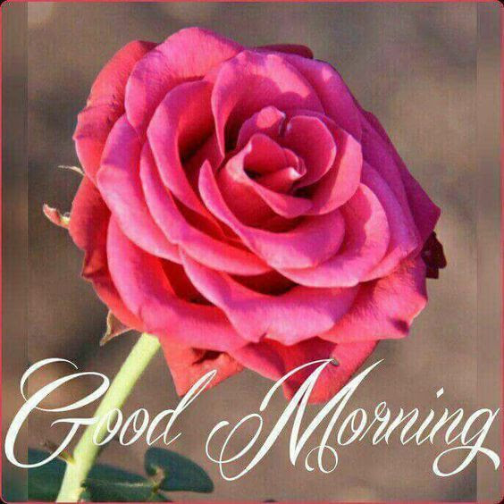 Awesome Good Morning Images With Pink Rose Flowers Hd Greetings