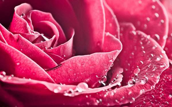 無料印刷可能ピンク キラキラ 綺麗 な 壁紙 すべての美しい花の画像