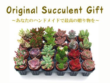 ラブリー多肉植物 販売 東京 すべての美しい花の画像