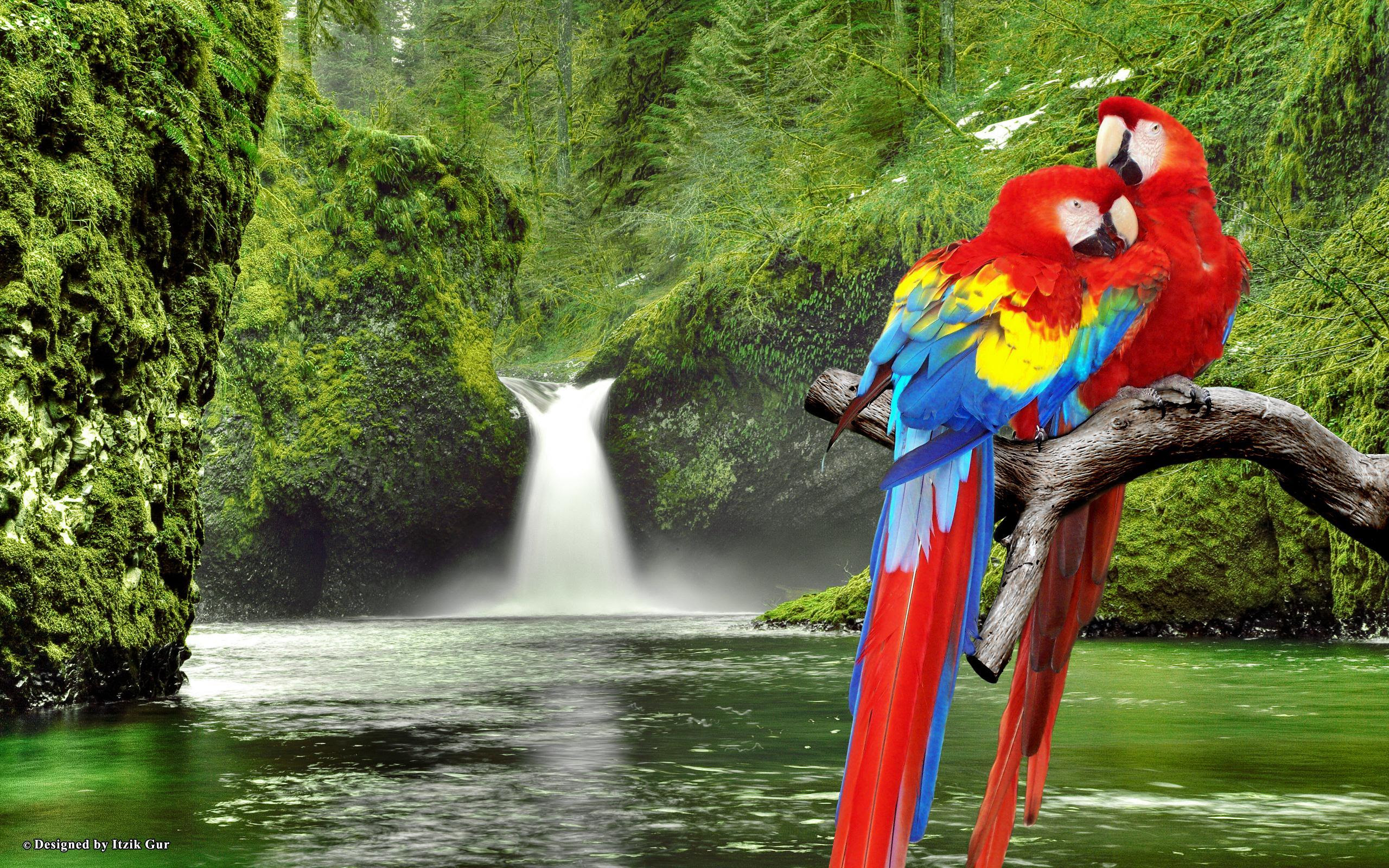 beo macaw atas air terjun hd wallpaper desktop layar lebar
