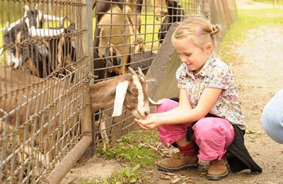 Young girl feeding goat at zoo