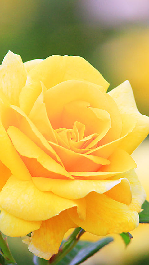 最高花 画像 待ち受け すべての美しい花の画像