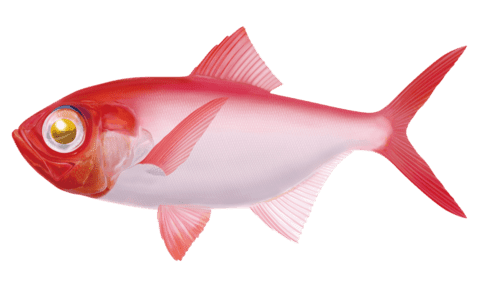 50 素晴らしい金目鯛 イラスト すべてかわいい動物