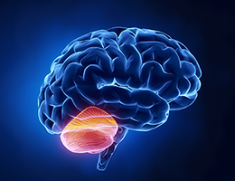 Illustration of the brain showing the cerebellum