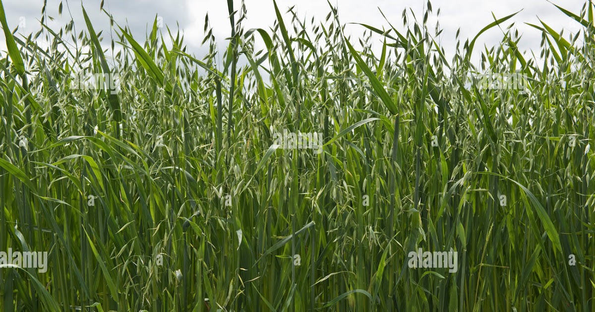Thmyl Oatsab Foad - Thmyl Oatsab Foad : Natures Menu ...