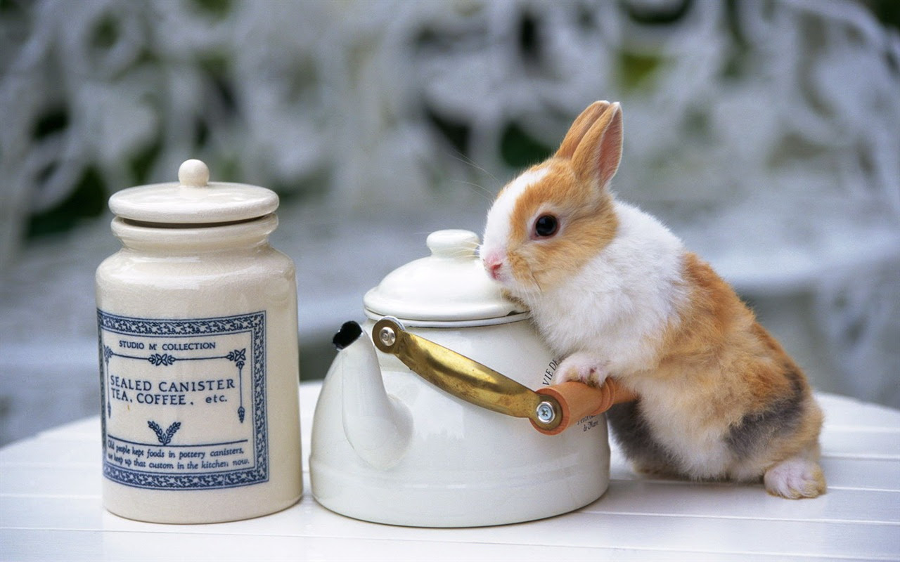 最新壁紙 動物 かわいい 最高の花の画像