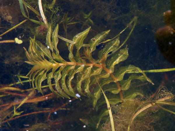 Groenlandia is a monotypic genus of aquatic plants (pondweed) of the family potamogetonaceae. Groenlandia Densa Pictorial Guide To The Flora Of The British Isles Makaques Com