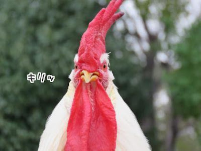 [無料ダウンロード！ √] 鶏 顔 123333-鶏 顔腫れ